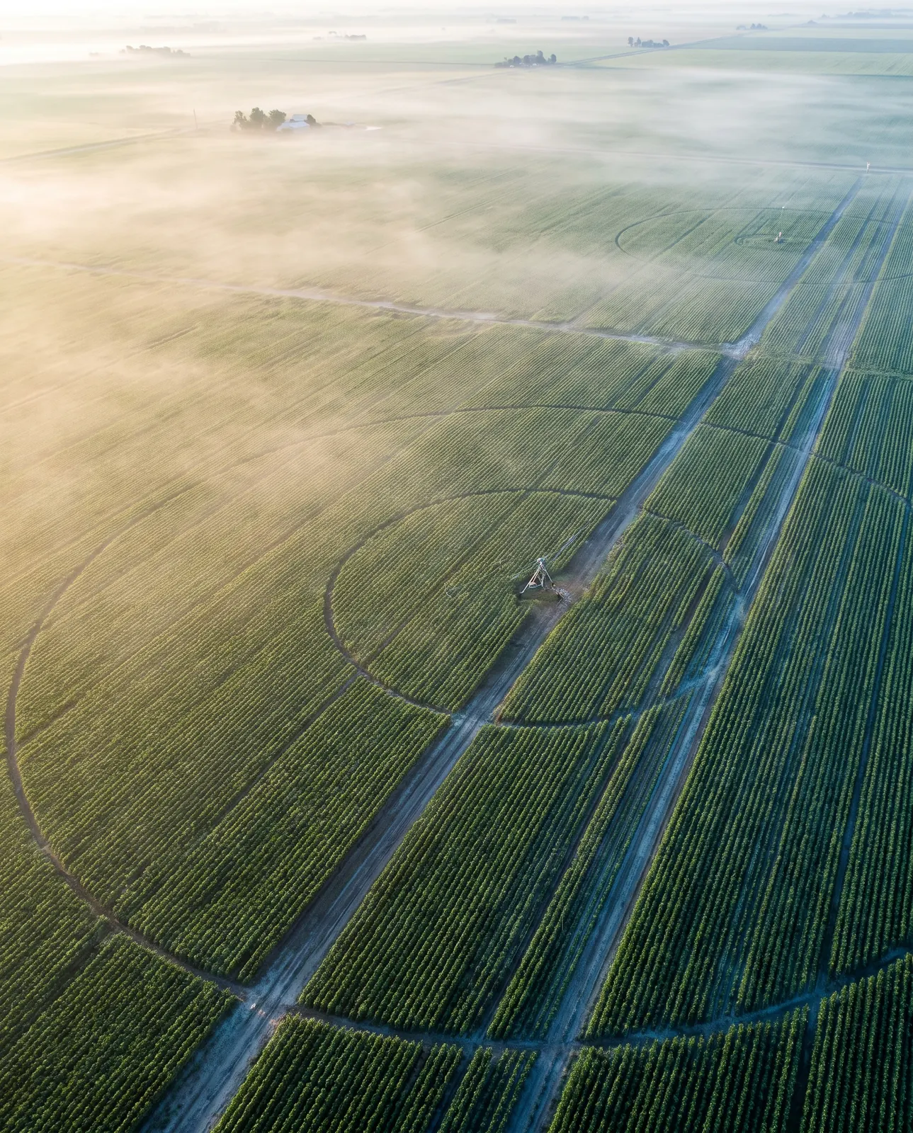 Green crop rows in an irrigated field at dawn